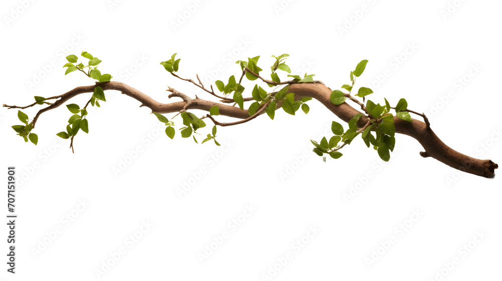 Twisted tree Branch with Growing Plant on isolated white or transparent background