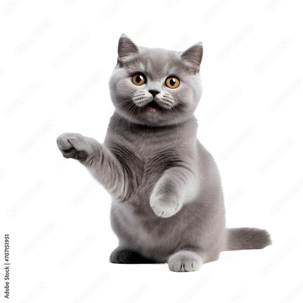 Happy British cat isolated on white or transparent background
