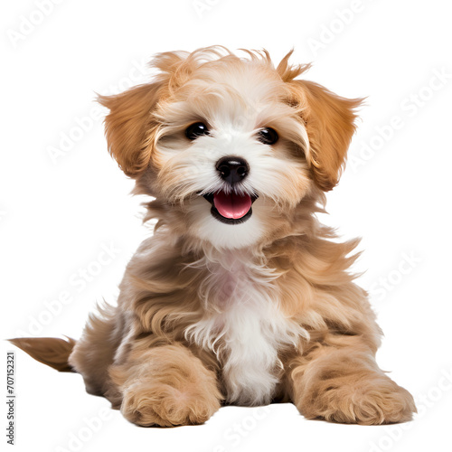 Smiling maltipool Maltese poodle puppy, small dog pet teddy brown white isolated Smiling maltipool Maltese poodle puppy, little dog pet teddy brown white isolated or transparent background