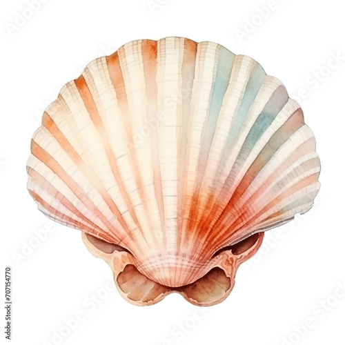 Seashell watercolor isolate on white 