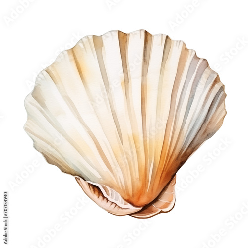 Seashell watercolor isolate on white 