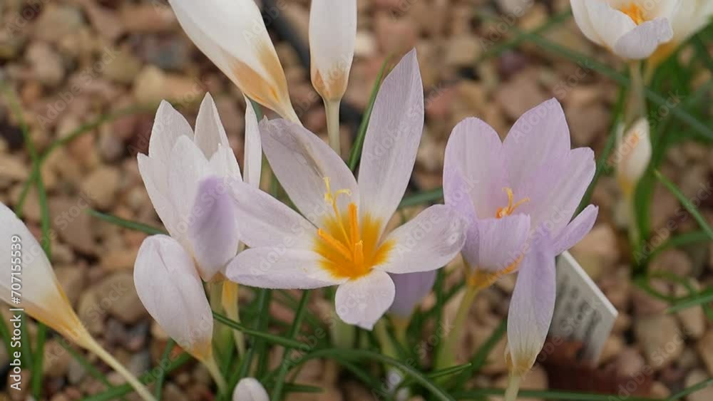 Delicate Crocus Flowers Blooming in Early Spring Garden Delicate Crocus Flowers Blooming in Early Spring Garden
