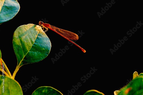 Dragonfly on the leaf