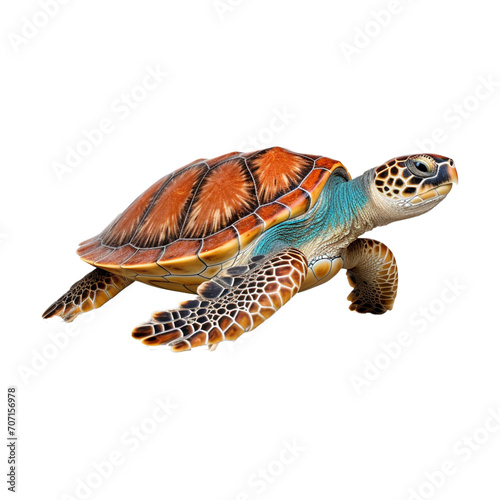 Sea turtle isolated on transparent background
