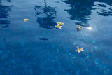 Frangipani flowers float in the blue water of the pool. Tropical Island Hotel Vacation Concept and Relaxing Spa