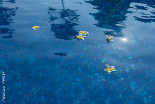 Frangipani flowers float in the blue water of the pool. Tropical Island Hotel Vacation Concept and Relaxing Spa