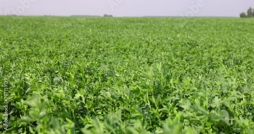 field with green grasses and plants for animal husbandry, cultivation of green fodder for animal feeding