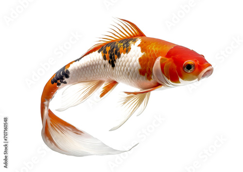 koi cyprinus rubrofuscus fish isolated on white photo