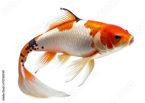 koi cyprinus rubrofuscus fish isolated on white background photo
