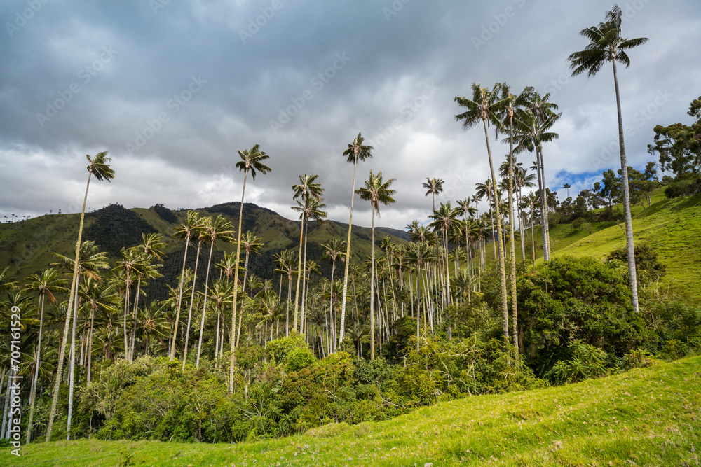 Fototapeta premium Cocora