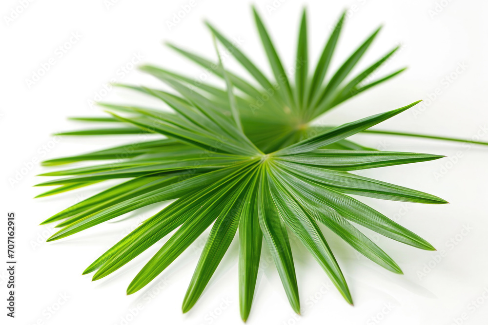 Closeup Of Saw Palmetto On White Background Closeup Of Saw Palmetto On White Background
