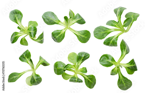 Set of mung bean leaves on a white background. Isolated