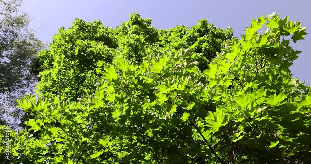 a maple tree with green foliage in the spring season , green foliage on a maple tree on a sunny day a maple tree with green foliage in the spring season , green foliage on a maple tree on a sunny day