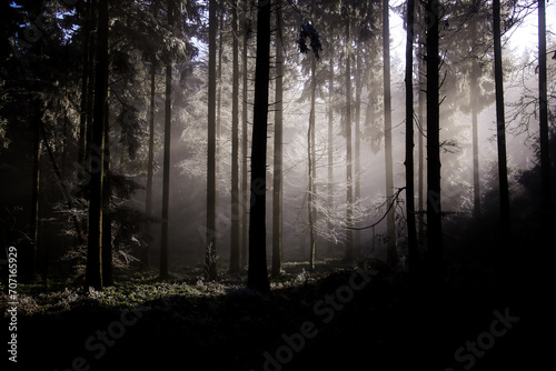 Fototapeta Naklejka Na Ścianę i Meble -  sunbeams in the wintry forest