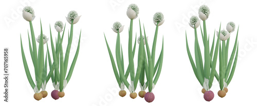 3d illustration of green allium cepa plant on transparent background, onion png. photo