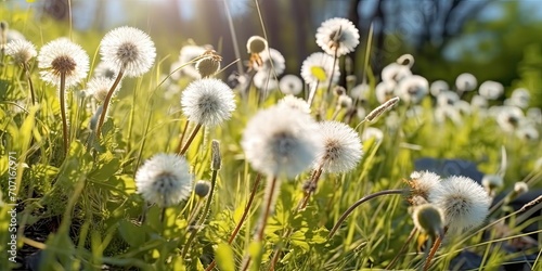 Dandelion flower illustration