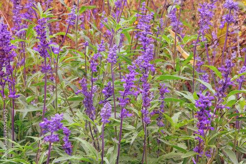 Salvia violet color in meadow. Purple summer sage on blurred background of green grass.