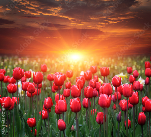 red tulips fild with sunset