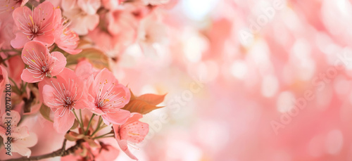 Blossoming pink cherry trees garden in spring. Spring nature freshness and renewal background © vejaa