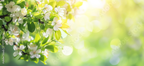 Spring nature freshness and renewal background. Flowering cherry apple tree branch in spring garden with bright white flowers on green bokeh background