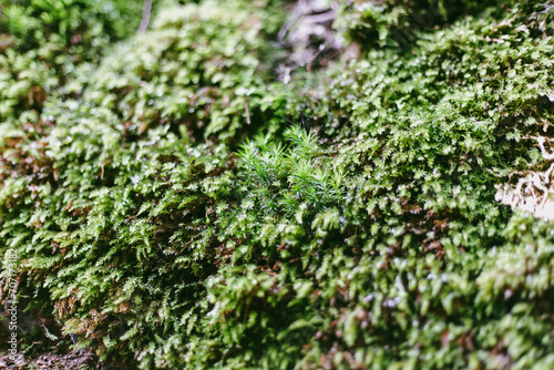 green moss on a stone wall