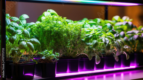 Indoor Herbal Sanctuary: LED Magic in Every Leaf