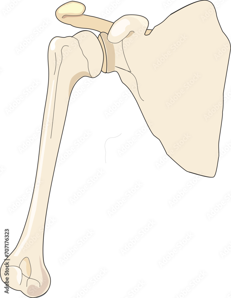 Illustration showing hip anatomy Illustration showing hip anatomy
