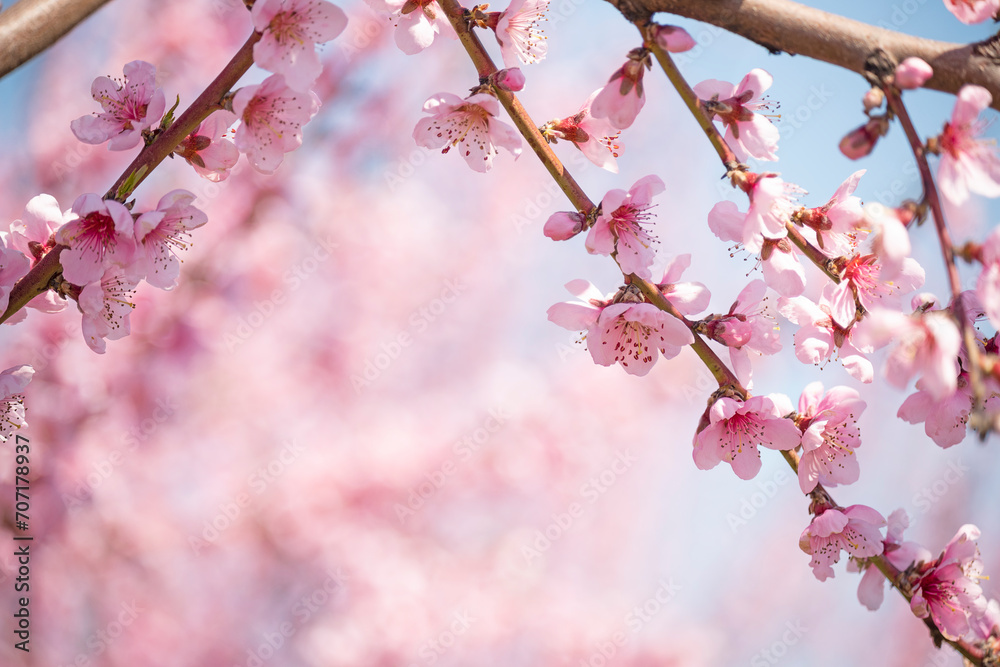 incredibly beautiful branches with pink flowers of a blooming peach tree in the garden. incredibly beautiful branches with pink flowers of a blooming peach tree in the garden.