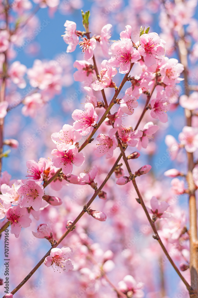 incredibly beautiful branches with pink flowers of a blooming peach tree in the garden.