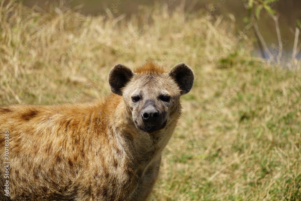 african wildlife, hyena, grass african wildlife, hyena, grass
