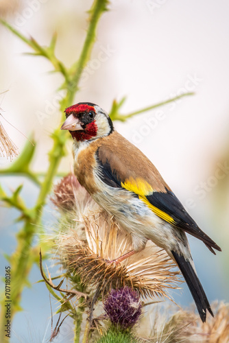 European goldfinch, feeding on the seeds of thistles. Carduelis carduelis. © Dmitrii Potashkin