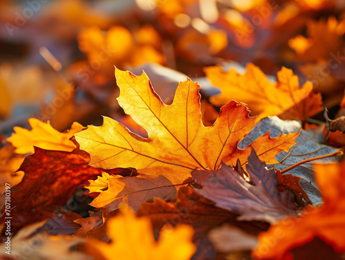 autumn leaves background