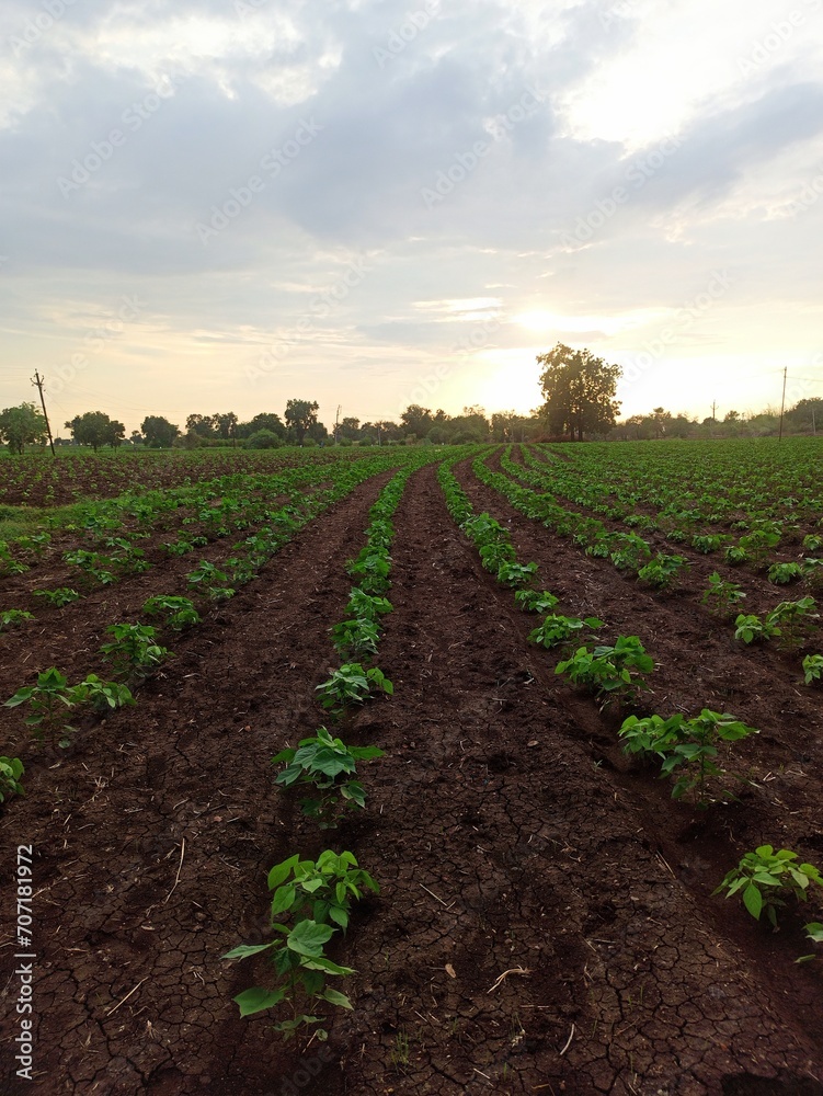 Obraz premium Sunset at Farm
