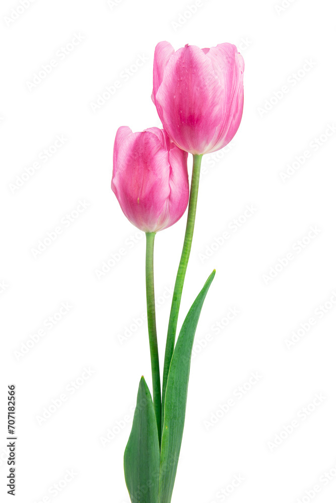  pink tulip flower isolated on white background
