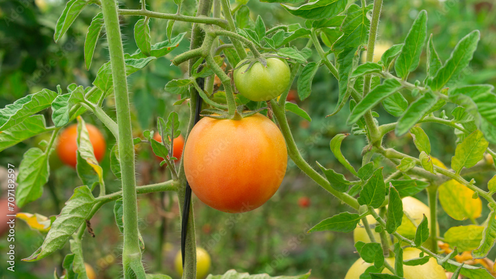 red and green tomatoes hanging from the plant surrounded by green leaves in daylight red and green tomatoes hanging from the plant surrounded by green leaves in daylight