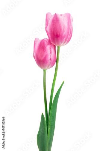  pink tulip flower isolated on white background © Liza