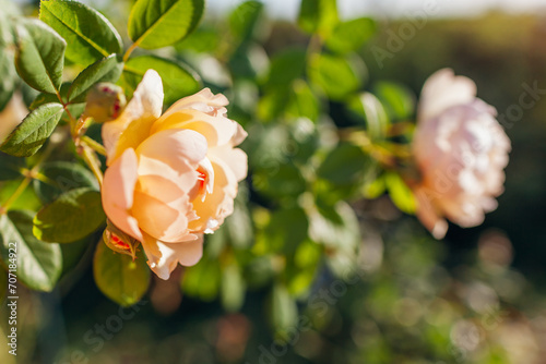 Gardener enjoys blooming roses flowers in summer garden. Woman checking Novalis and Graham Thomas rose photo