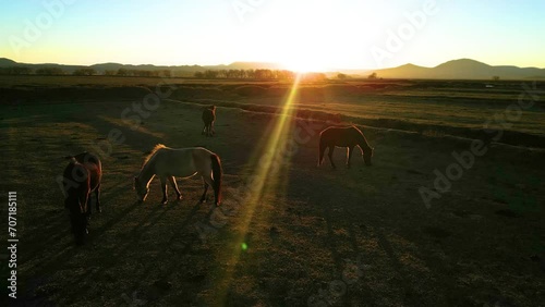 Horses Walking Free in the Paddock Horses are Free