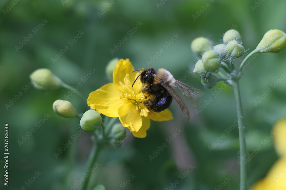 bee on flower bee on flower
