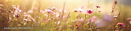 wildflowers in a wild meadow with sunlight abstract beautiful flowers.