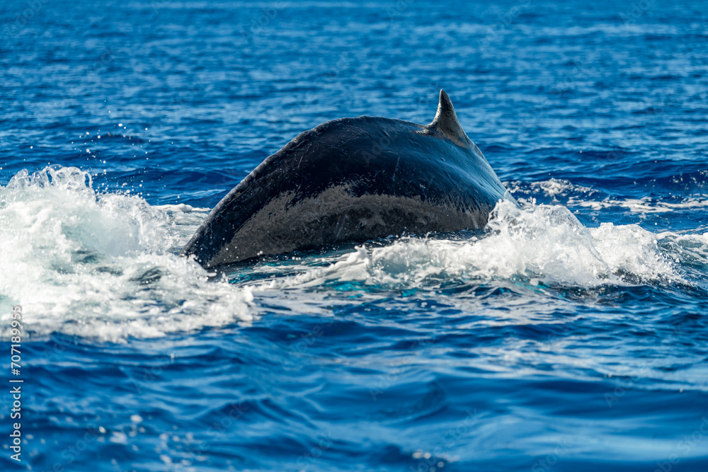 Fototapeta premium Humpback Whale Dorsal Fin