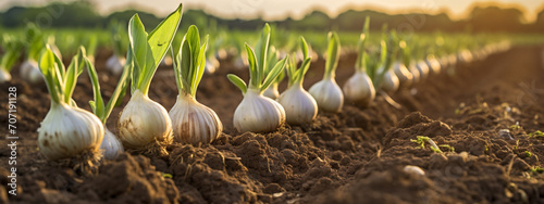 garlic harvest in the garden close-up photo
