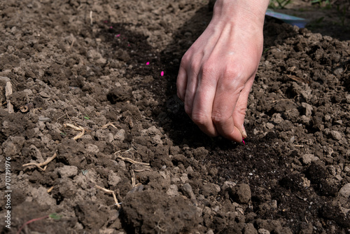 The seeds of the plant are laid on the ground. Planting plants from seeds in the garden