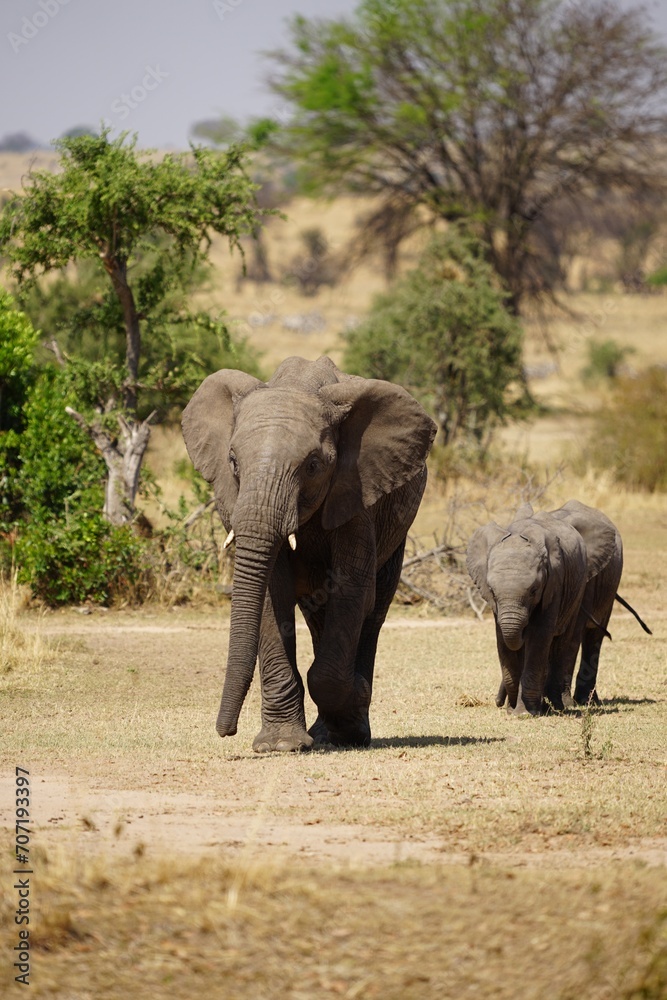 Fototapeta premium african wildlife, elephant, baby, offspring, savannah, grass