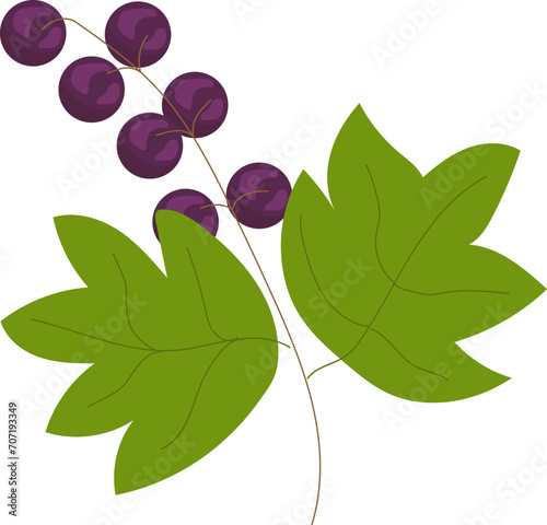 Purple berries on a branch with green leaves. Simple botanical illustration o...