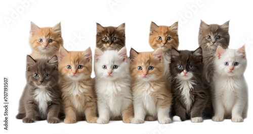 Lots of cute fluffy kittens isolated on white background advertising
