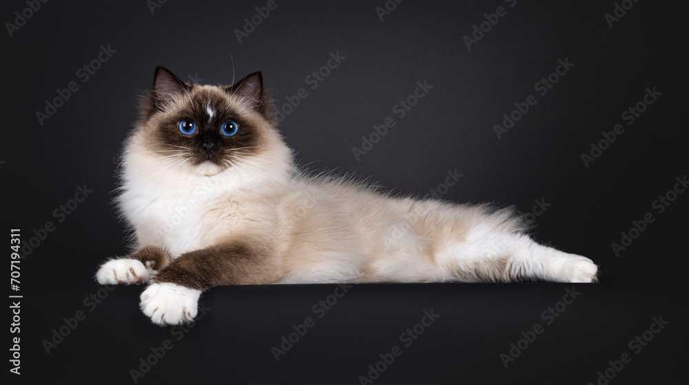 Beautiful young adult seal Ragdoll cat, laying down side ways on edge showing white paws. Looking to camera with mesmerizing blue eyes. Isolated on a black background.