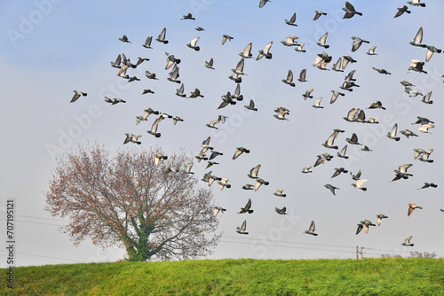Volo di colombe in campagna, Toscana photo
