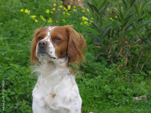 Spaniel breton