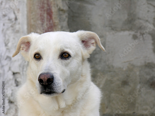 Cane meticcio maremmano photo